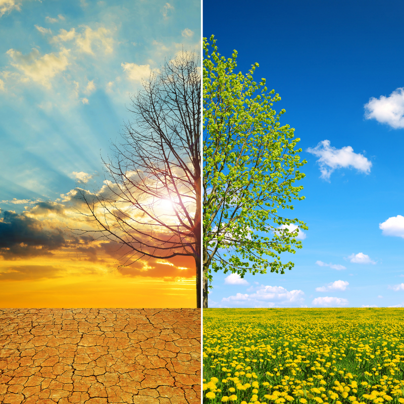 Baum in Trockenzeit und in Blütezeit